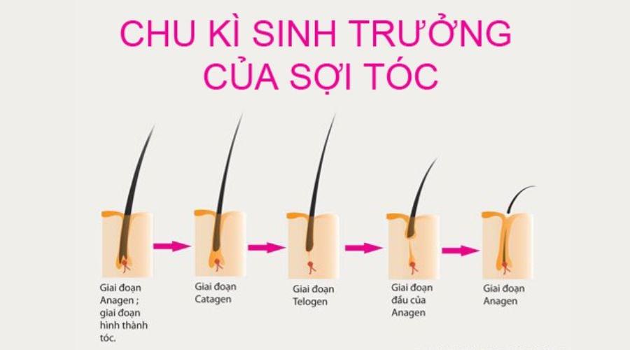 Mách bạn 1 tháng tóc dài bao nhiêu?