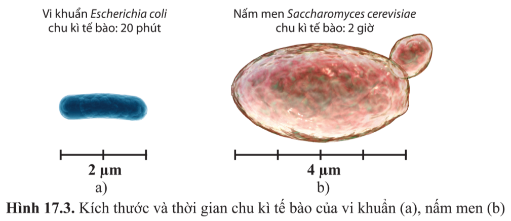 Bài 17. Vi sinh vật và các phương pháp nghiên cứu vi sinh vật trang 102, 103, 104, 105, 106, 107, 108 Sinh 10 - Cánh diều</>