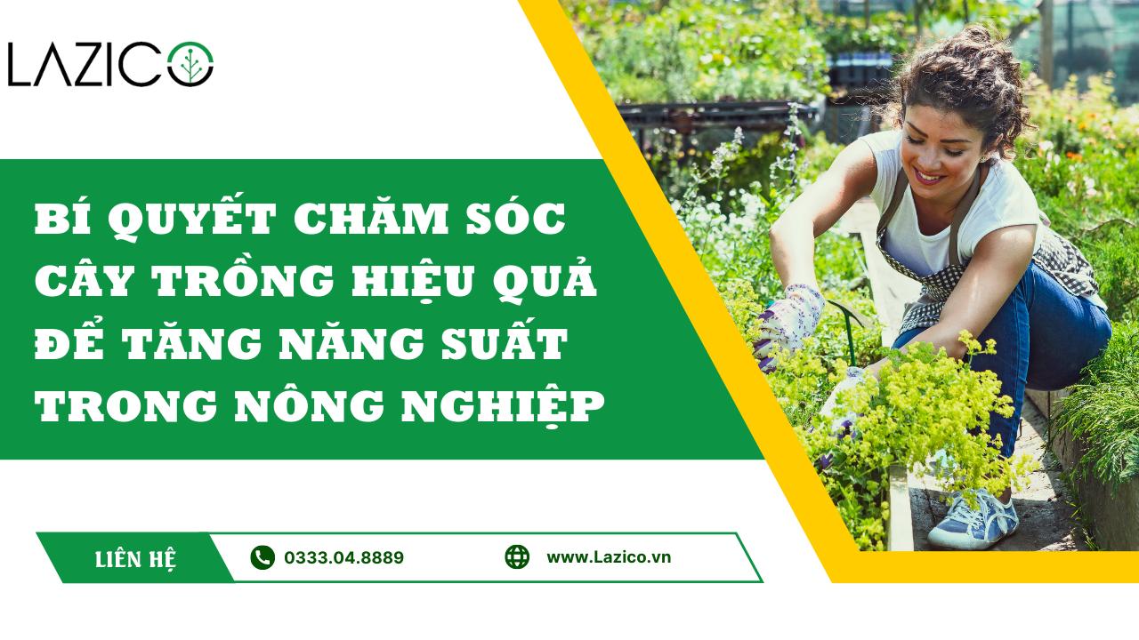 Bí quyết chăm sóc cây trồng hiệu quả để tăng năng suất trong nông nghiệp