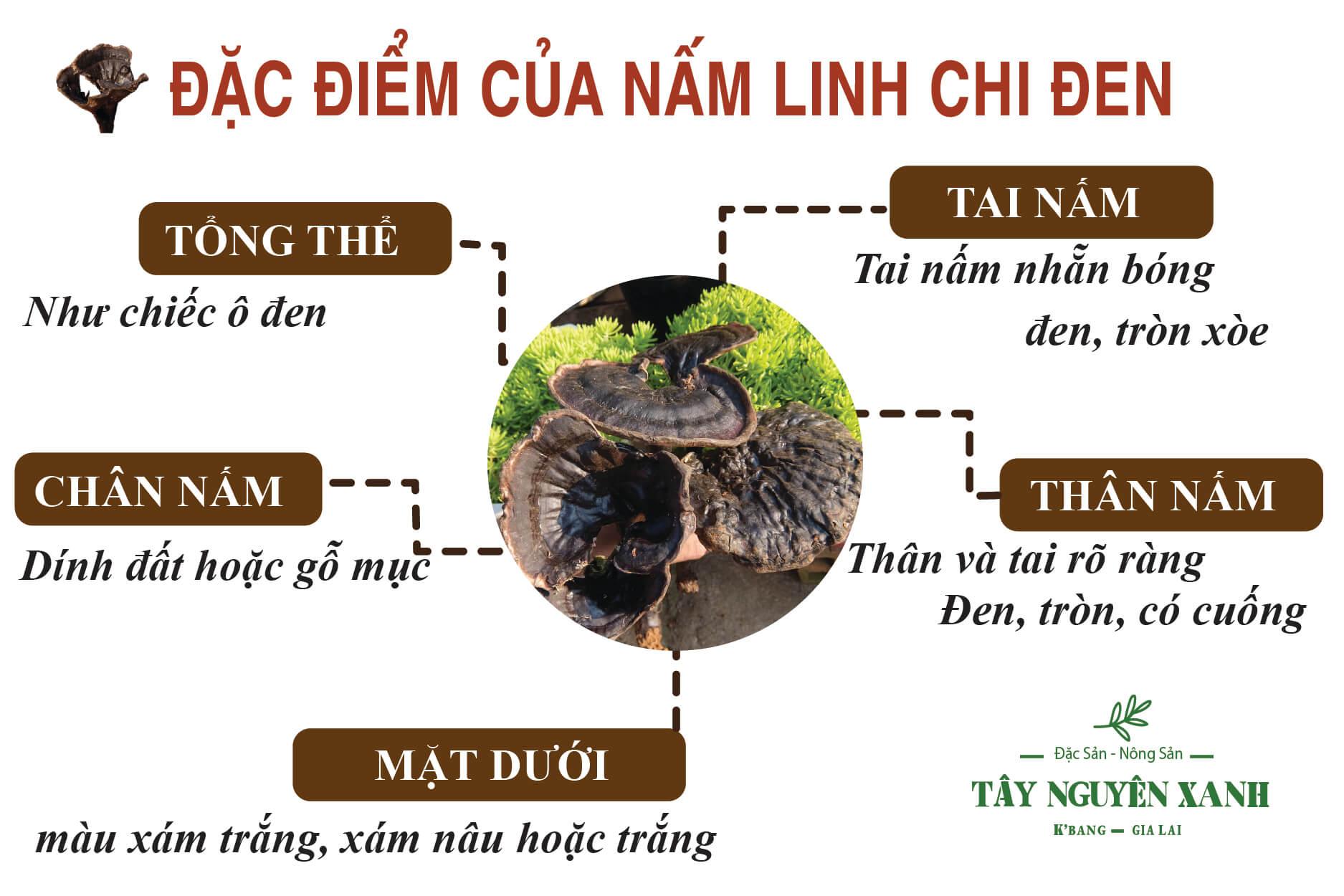 Nấm Linh Chi Đen - Hắc Linh Chi Rừng Tự Nhiên