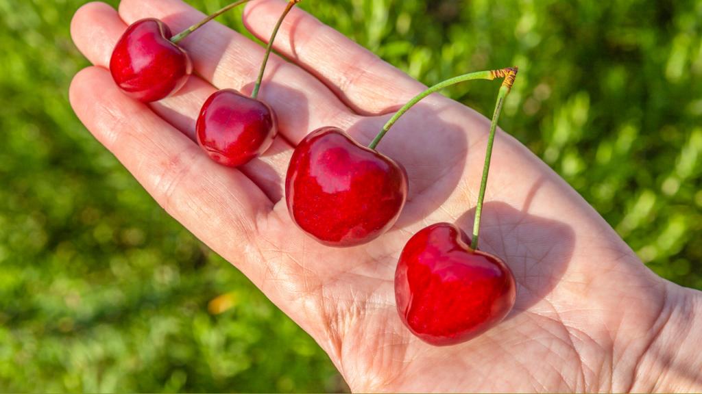 Bí kíp phân biệt cherry Mỹ và cherry Trung Quốc từ A đến Z