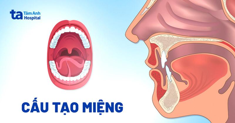 Miệng người: Cấu tạo và chức năng của cơ quan