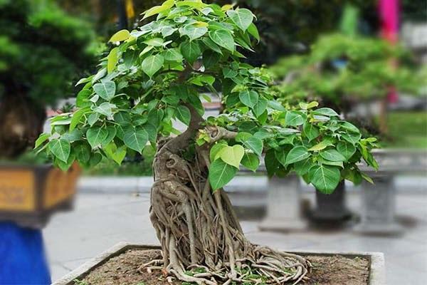 10 Cây cảnh bonsai đẹp nhất và cách chăm sóc cây bonsai đúng kỹ thuật