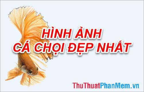 Bức tranh đẹp nhất của Cá Chọi