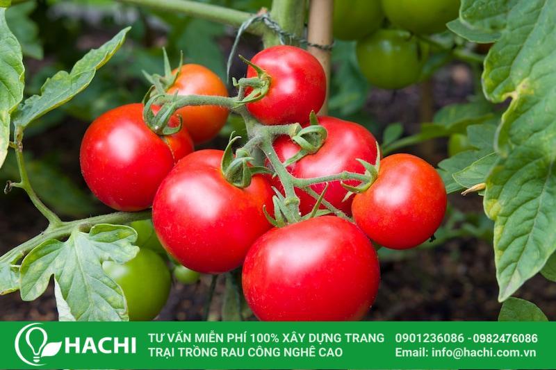 Cà chua trồng ở miền Bắc có thể cho thu hoạch sau khoảng 4 - 5 tháng trồng