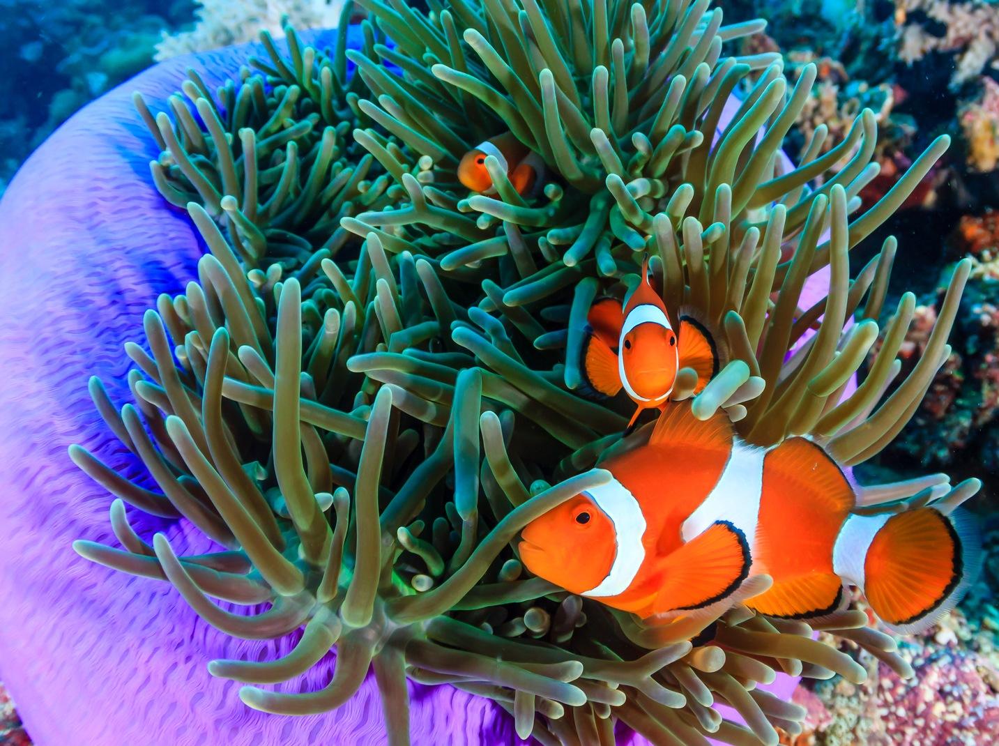 Cá Hề – Clownfish / Anemonefish