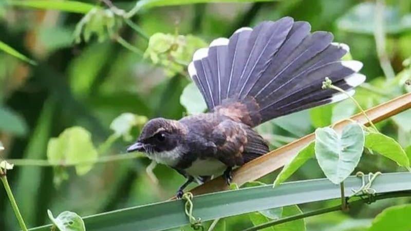 Chim đen bay vào nhà báo hiệu điềm gì? Mang đến tài lộc hay nhận lấy xui xẻo ?