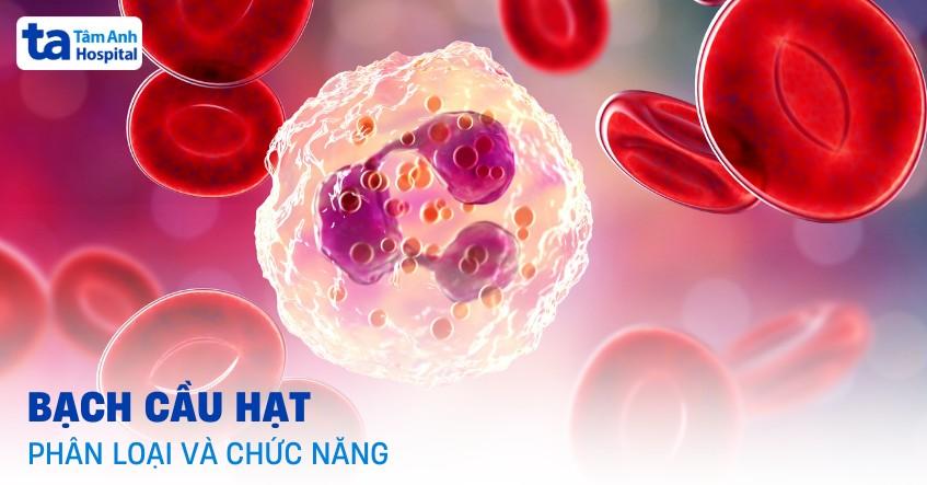 Bạch cầu hạt: Cấu tạo, phân loại, chức năng, giải phẫu và vai trò