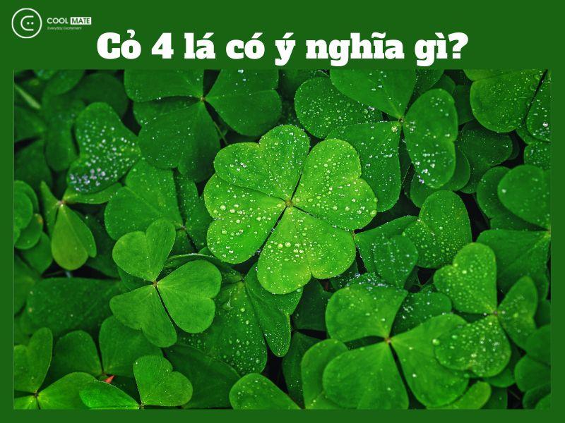 Cỏ 4 lá là gì? Ý nghĩa cỏ 4 lá trong phong thủy và tình yêu