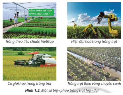 Công nghệ 7 Bài 1: Nghề trồng trọt ở Việt Nam  Giải Công nghệ lớp 7 Bài 1 trang 6 sách Chân trời sáng tạo