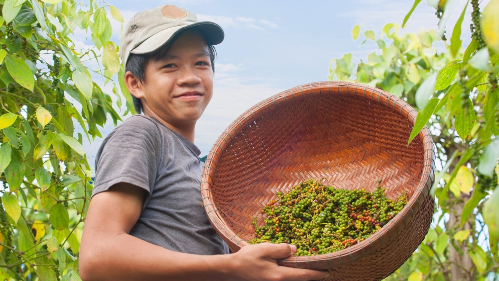 Giá hồ tiêu hôm nay (7-7): Tiếp đà tăng