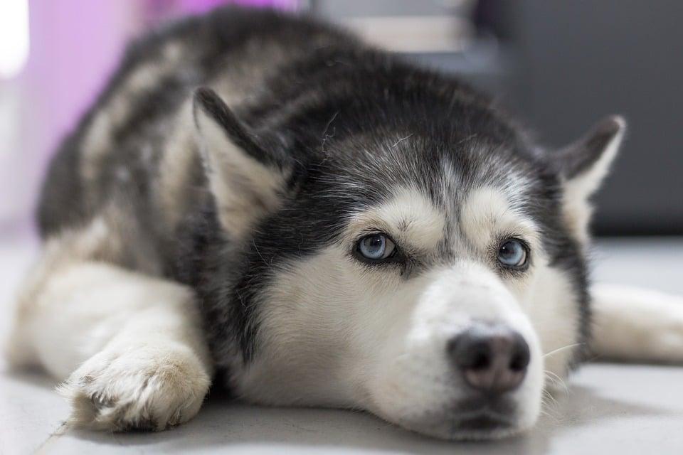 Giống chó Husky giá bao nhiêu trên thị trường Việt Nam