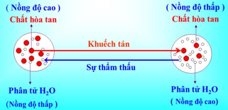 Sự hấp thụ nước và muối khoáng ở rễ</>