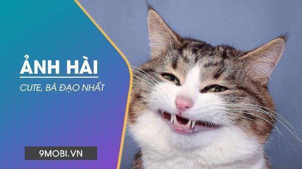 Ảnh hài hước, cute, chế, bựa, bá đạo nhất