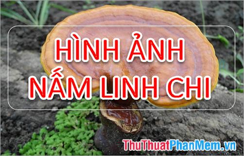 Bộ sưu tập hình ảnh nấm Linh Chi - Khám phá vẻ đẹp tuyệt vời của nấm Linh Chi