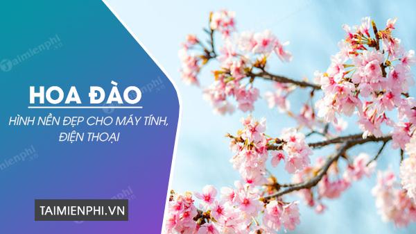 Tải ngay hình nền hoa Đào đẹp, chất lượng 4K!