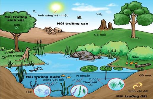 Môi Trường Sinh Thái Và Lợi Ích Của Việc Sử Dụng Sản Phẩm Sinh Thái