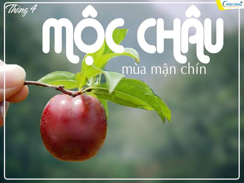 Mộc Châu mùa mận chín – Tháng mấy mận chín? Hái mận ở đâu?