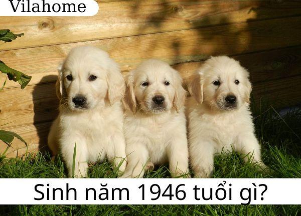 Sinh năm Bính Tuất 1946 tuổi gì? Kiến thức về tử vi nam, nữ tuổi Bính Tuất 1946