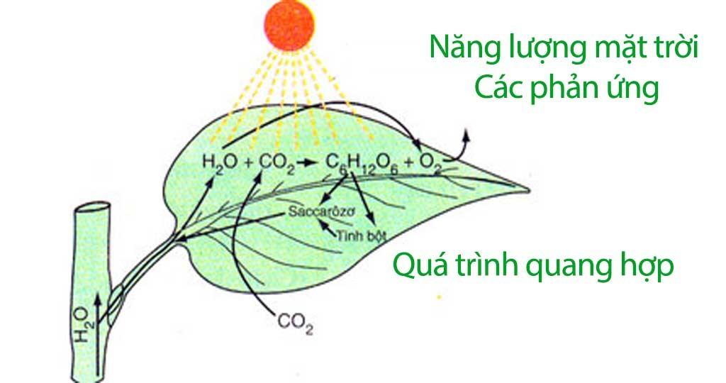 Sinh 11: Quang Hợp Ở Thực Vật Là Gì? Vai Trò Và Ý Nghĩa Quá Trình Quang Hợp