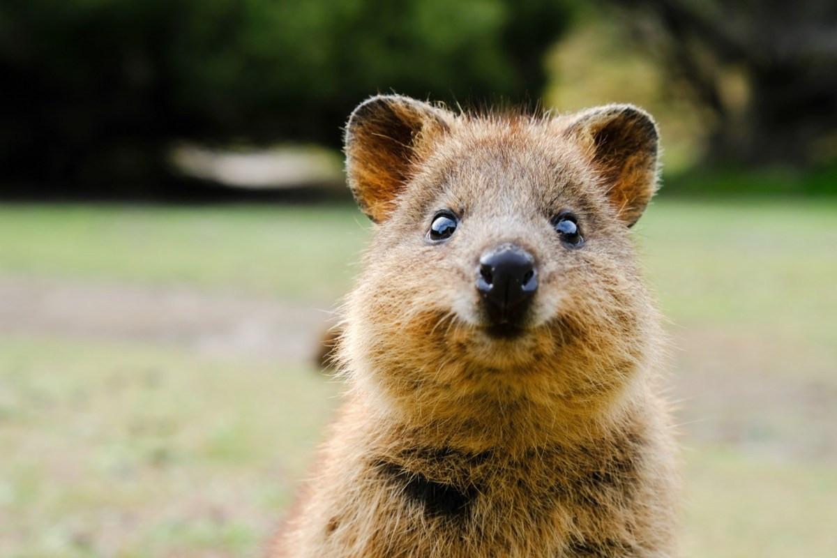 Quokka - Loài động vật hạnh phúc nhất thế giới. Ảnh: Grunge.