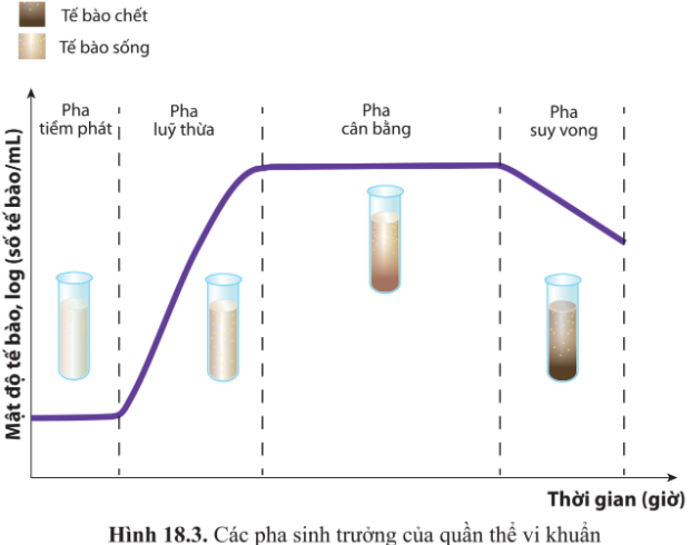 Bài 18. Sinh trưởng và sinh sản ở vi sinh vật trang 109, 110, 111, 112, 113, 114, 115 Sinh 10 - Cánh diều