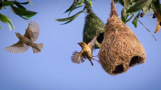 Lý thuyết Tập tính của động vật| Sinh học lớp 11 (ảnh 1)