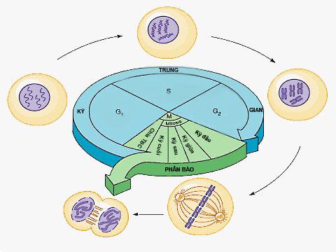 Lý thuyết Sinh học lớp 9 bài 9: Nguyên phân