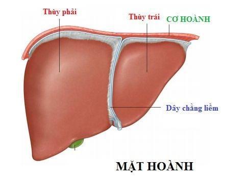 Một số điểm về giải phẫu và phân chia thùy gan