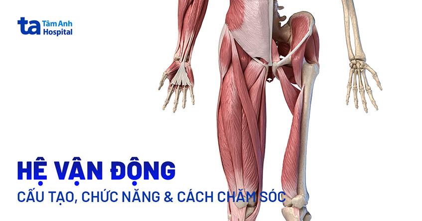 hệ vận động