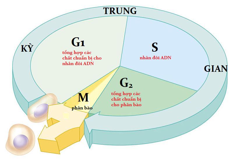 Quá trình nhân đôi ADN diễn ra khi nào?