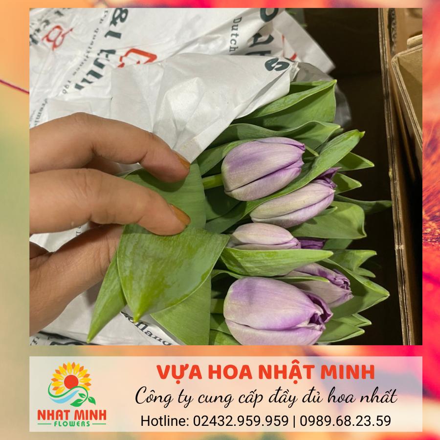 Mua hoa Tulip giá sỉ ở đâu? Nguồn gốc và Ý nghĩa của hoa Tulip