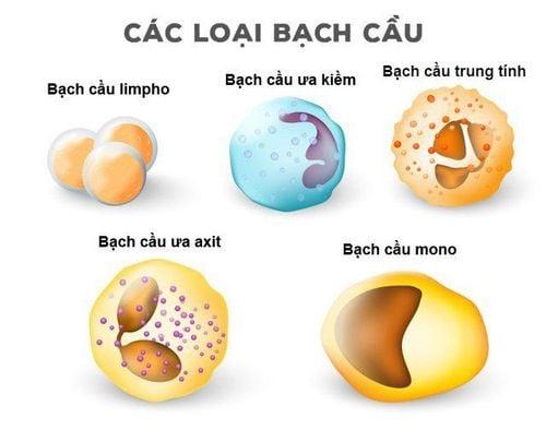 Các loại bạch cầu trong máu