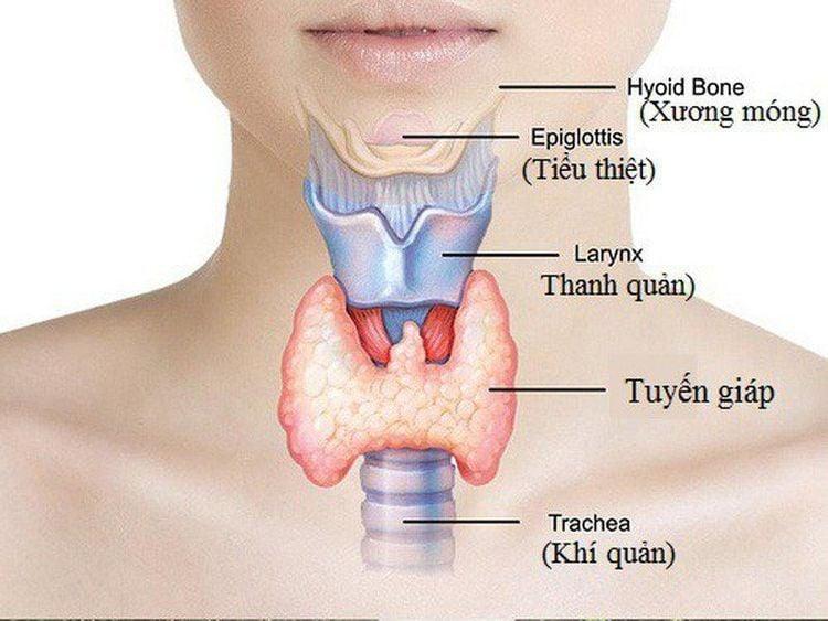 Tuyến giáp và chức năng nội tiết quan trọng của cơ thể?