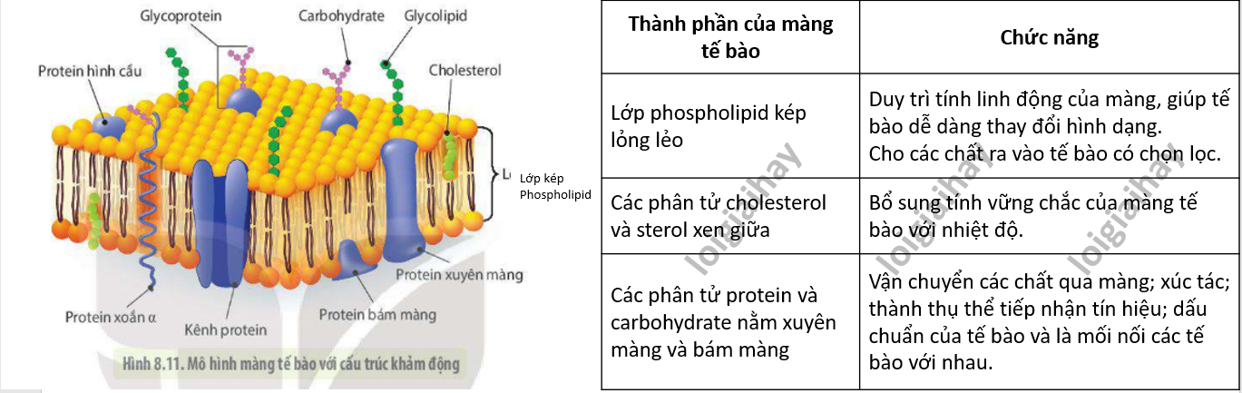 Lý thuyết cấu trúc của tế bào nhân thực - Sinh 10 Cánh diều