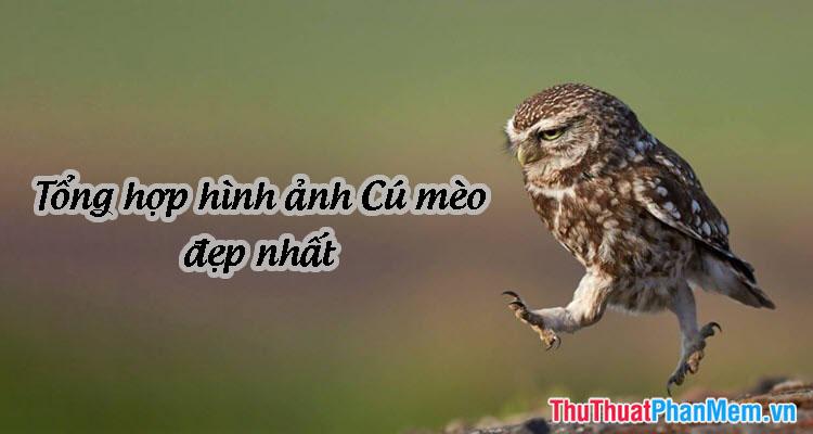 Hình ảnh Cú Mèo - Tổng hợp hình ảnh chim Cú Mèo đáng yêu, đẹp nhất