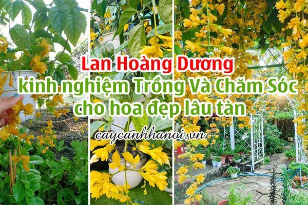 Lan Hoàng Dương kinh nghiệm Trồng Và Chăm Sóc cho hoa đẹp lâu tàn