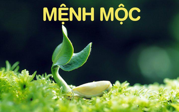 sim hợp mệnh mộc