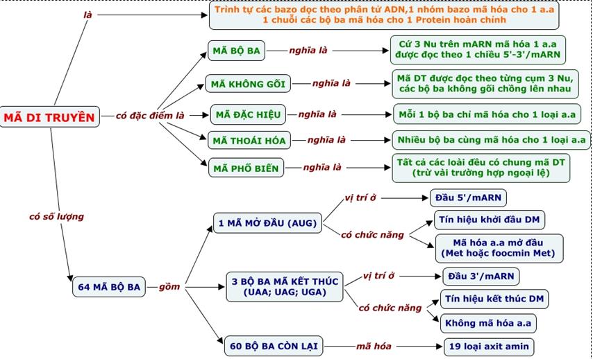 Lý thuyết Sinh học 12 Bài 1 (mới 2023 + 83 câu trắc nghiệm): Gen, mã di truyền và quá trình nhân đôi ADN