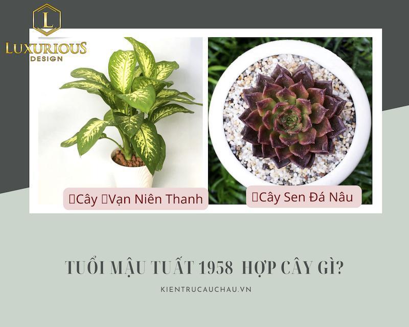 Gia chủ tuổi 1958 làm nhà năm 2022 nên chọn cây gì cho hợp phong thuỷ