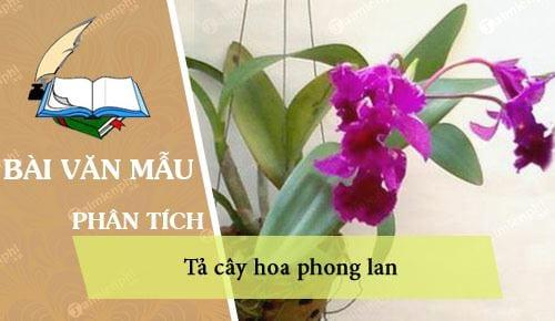 Viết về vẻ đẹp của cây hoa phong lan