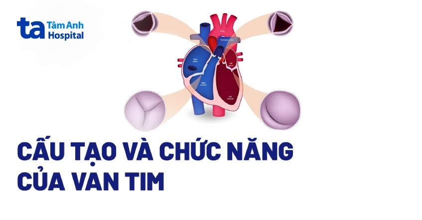 Van tim là gì? Những điều cần biết về cấu tạo và chức năng của van