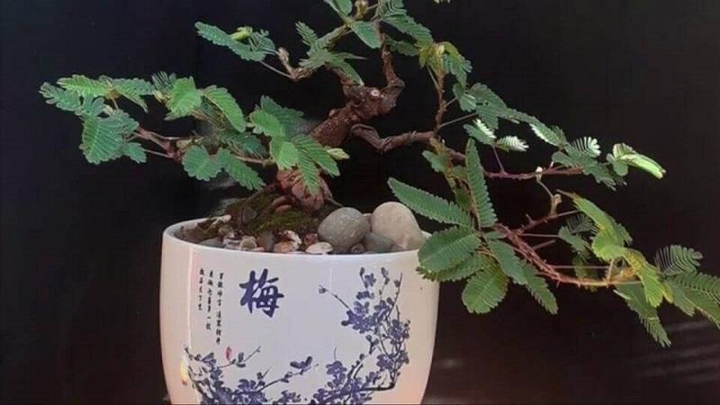 Cây trinh nữ bonsai: Ý nghĩa, hình ảnh, cách trồng, chăm sóc chi tiết