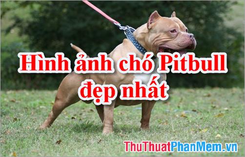 Bộ sưu tập hình ảnh chó Pitbull - Khám phá vẻ đẹp độc đáo