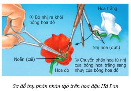 Lý thuyết Sinh học 9 Bài 2 (mới 2024 + Bài Tập): Lai một cặp tính trạng