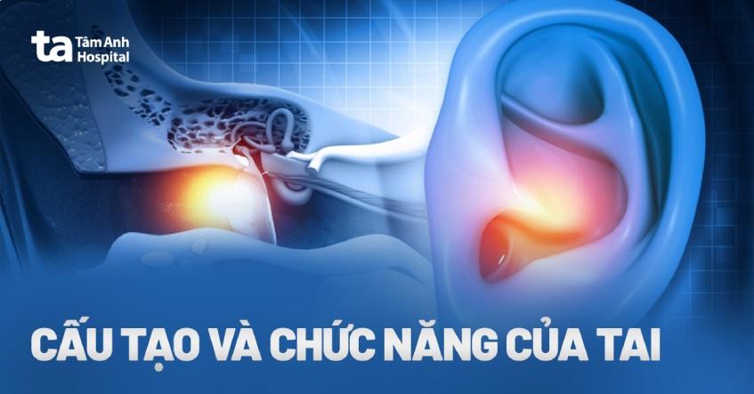 Cấu tạo tai người: Chức năng và các bệnh lý thường gặp