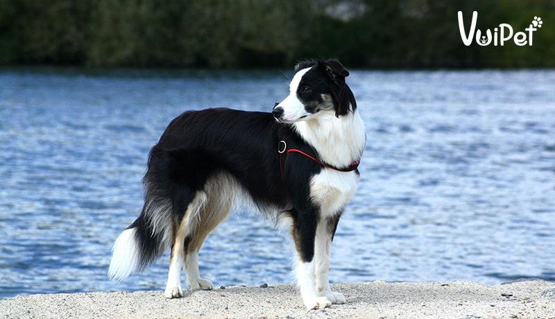 Các lý do nên nuôi chó Border Collie, giá chó Collie ở Việt Nam