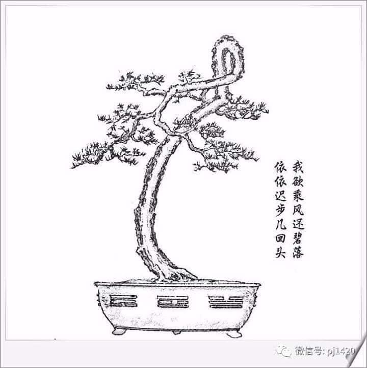 [Sưu tầm] 72+ thế cây cảnh bonsai cổ điển, hiện đại mới nhất