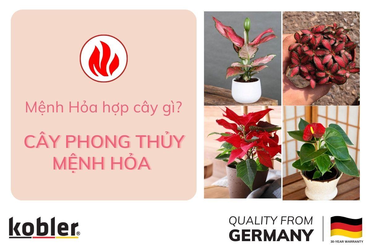 mệnh hỏa hợp cây gì