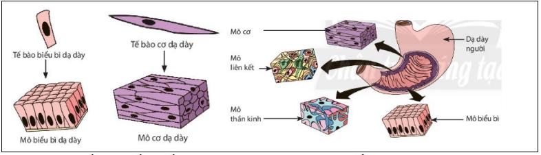 Bộ đề thi học kì 1 Khoa học tự nhiên lớp 6 Kết nối tri thức năm 2023 - 2024